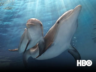 Dolphin Tale 2