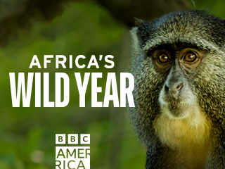 Africa's Wild Year 104