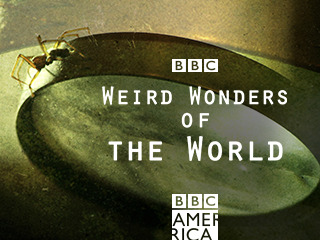 Weird Wonders 206