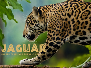 Jaguar Closer Than Ever Thought Possible