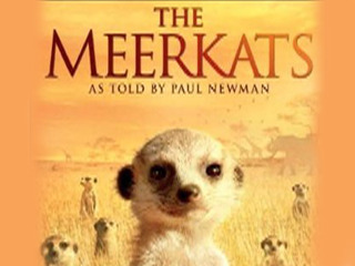 The Meerkats