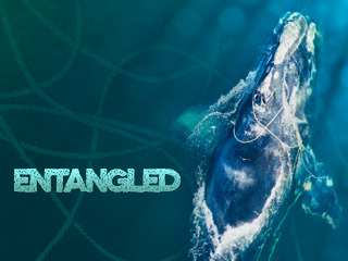 Entangled