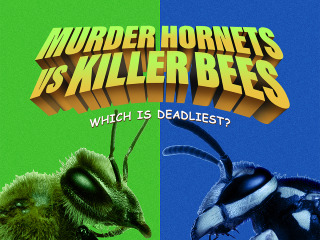 Murder Hornets Vs Killer Bees