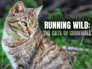 Running Wild The Cats Of Cornwall