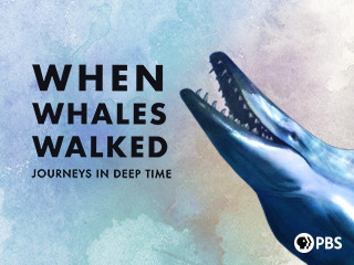 When Whales Walked A Deep Time Journey