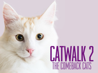 Catwalk 2 The Comeback Cats