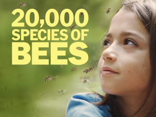 20,000 Species Of Bees