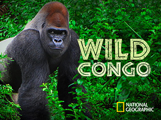 Wild Congo