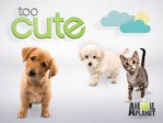 Too Cute! S3: Tiny Puppies, Big Paws