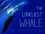 The Loneliest Whale The Search For 52